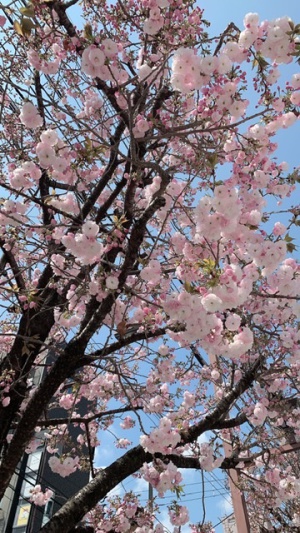 桜井亜美　ラウンジ暁(あかつき)[スナック・ラウンジ/松山市二番町]さんのブログページへはこちらから