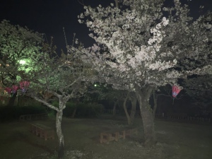 さき|夜桜 #15