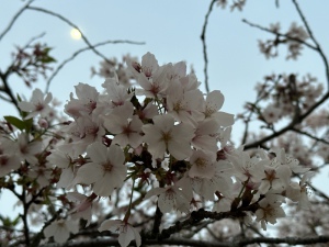 さき|桜 #8