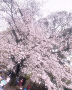 ゆうか|桜まつり꙳ ⋆🌸 𓏸𓈒

#上野公園 
#数年ぶりのお花見
#花