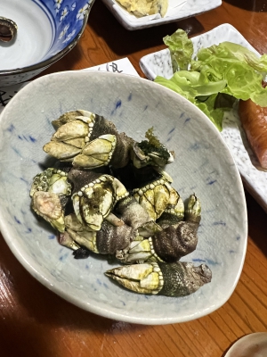 あみ|かめのて！13