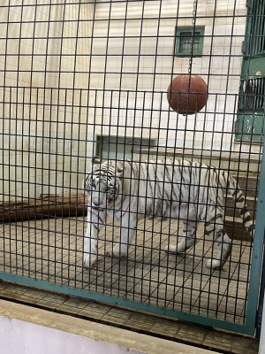 大地|こないだ動物園いってきた🦁